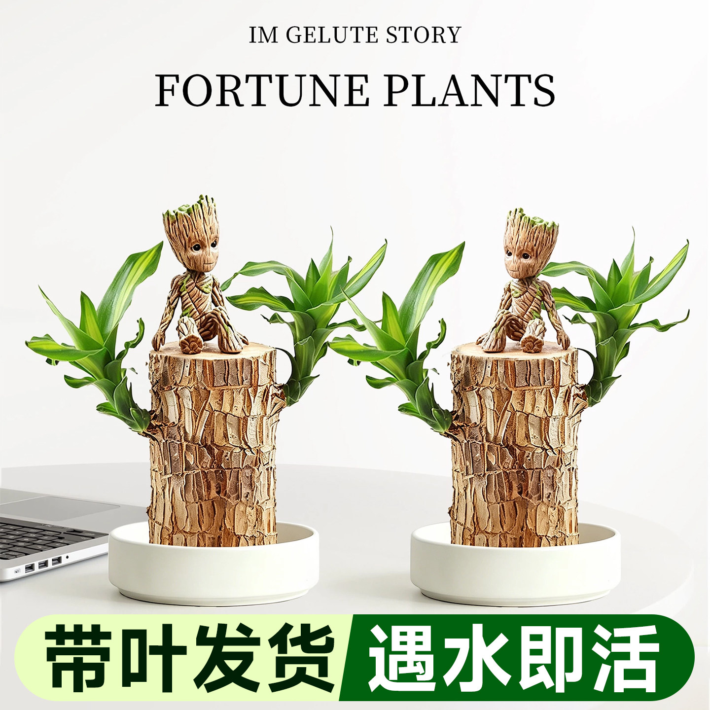 新疆西藏包邮巴西木盆栽