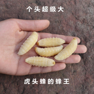 虎头蜂蜂王蛹 超大蜂蛹 土蜂地蜂金环胡蜂蜂王纯野生新鲜冷冻特级