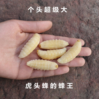 超级大虎头蜂王蛹特级野生