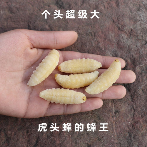 超级大虎头蜂王蛹特级野生