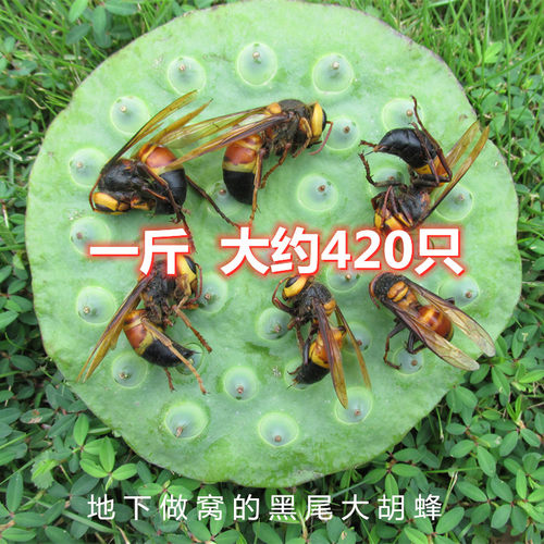 野生黑尾虎头蜂滋补养生土胡蜂