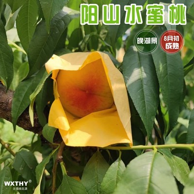 嫁接桃苗阳山落叶水蜜桃树苗果苗