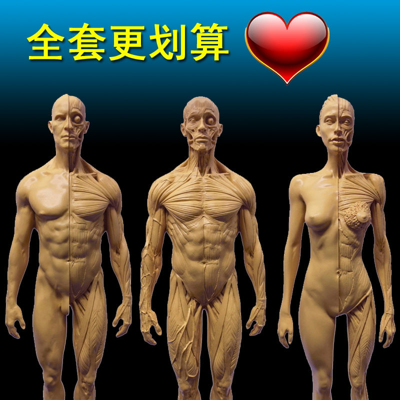 30cm艺用人体肌肉骨骼解剖结构模型绘画素描头骨石膏玩具美术生