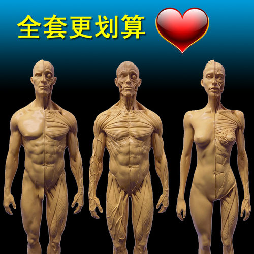 30cm艺用人体肌肉骨骼解剖结构模型绘画素描头骨石膏玩具美术生