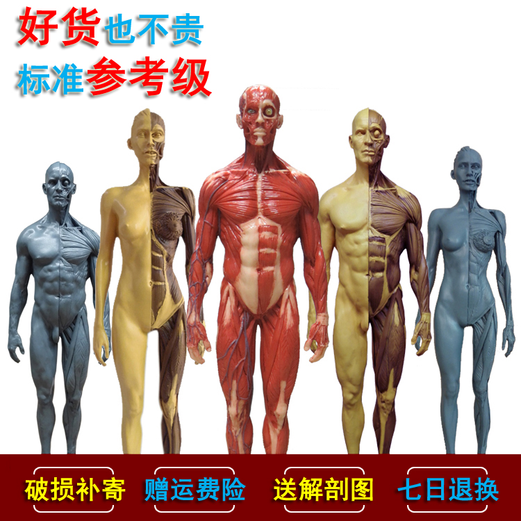 参考解剖模型肌肉骨骼艺用人体