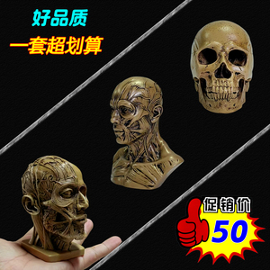 树脂骷髅头骨仿真玩具雕塑医用艺用人体肌肉骨骼解剖结构模型美术