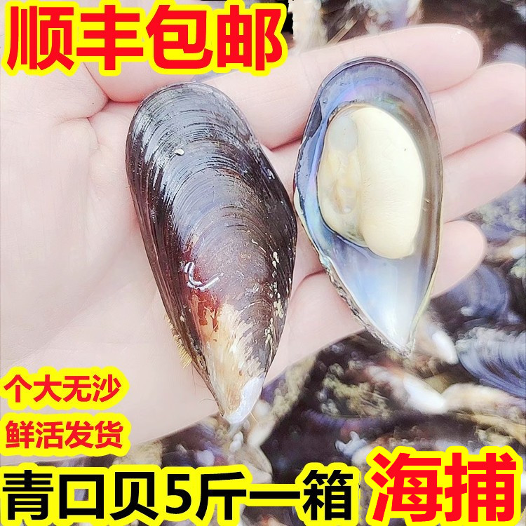 海鲜鲜活青口贝新鲜大青口大海虹淡菜海捕青口贝贻贝海鲜水产烧烤