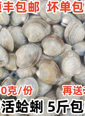 鲜活海鲜新鲜美贝大蛤蜊无沙包邮