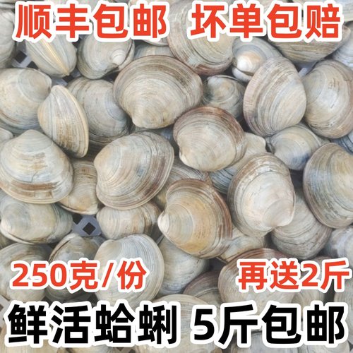 鲜活海鲜新鲜美贝大蛤蜊无沙包邮