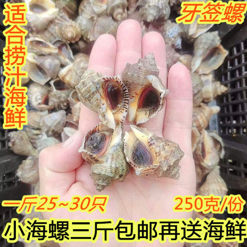 鲜活小海螺海捕牙签螺无沙包邮