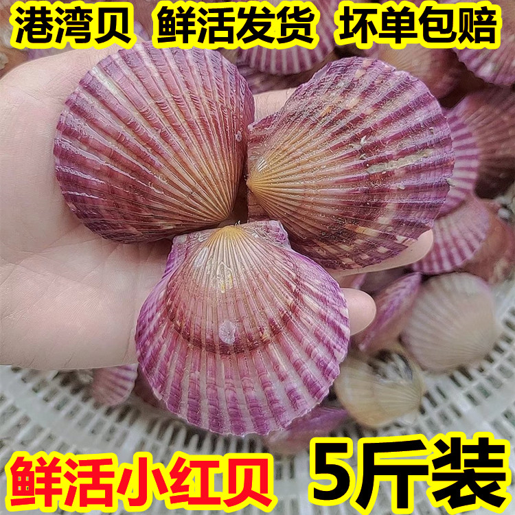 新鲜小红贝海鲜5斤包邮鲜活