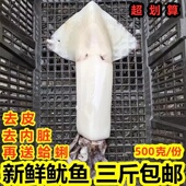 连云港水产新鲜鱿鱼大鱿鱼去内脏鱿鱼海浦鱿鱼鲜活大鱿鱼海鲜烧烤