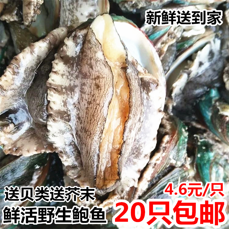 海鲜海捕鲜活鲍鱼水产贝类包邮