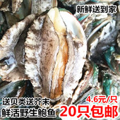 包邮 20只 海鲜水产大鲍鱼 海鲜鲜活新鲜海捕鲍鱼活鲍鱼贝类小鲍鱼