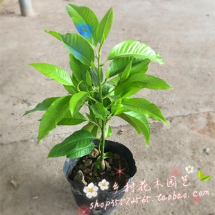 嫁接黄桷兰树苗 黄兰花苗 白兰花盆栽 浓香 庭院室内盆栽花卉带花