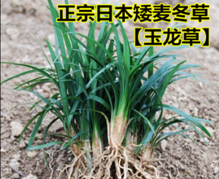 玉龙草日本矮麦冬草苗正宗庭院地被植物麦冬草植物绿化盆栽麦冬苗