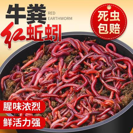 牛粪鱼饵蚯蚓鲜活户外野钓鱼鲫鱼散装活饵盒装红虫垂钓饵料批发