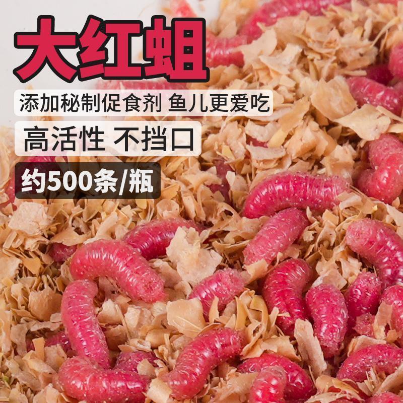 【鲜活红蛆虫】新鲜鲜活钓鱼石斑鱼蛆虫活饵白条马口鲫鱼饵料推荐
