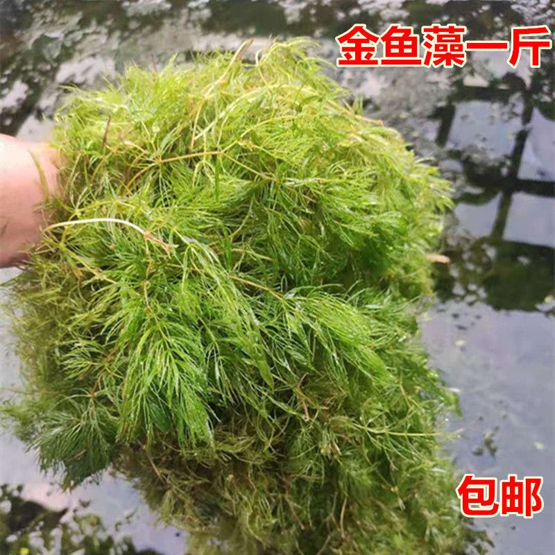 金鱼藻一斤包邮活体水草鱼缸装饰无需底沙好养易 金鱼藻一斤包邮活体水草鱼缸装饰无需底沙好养易