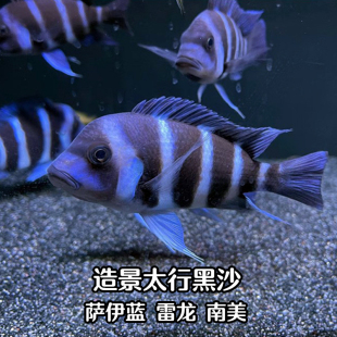 太行黑沙鱼缸造景三湖慈鲷底沙萨伊蓝六间雷龙底砂促进发色雨林沙