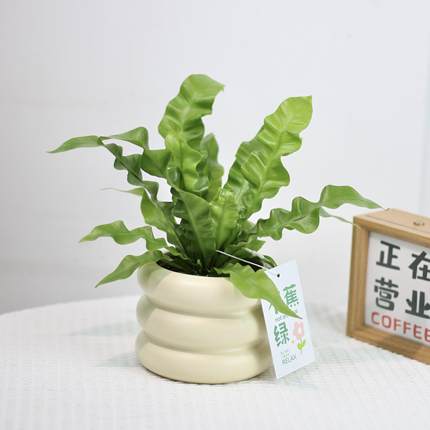 火焰鸟巢蕨客厅绿植室内盆栽高级感趣味植物电脑桌面防辐射