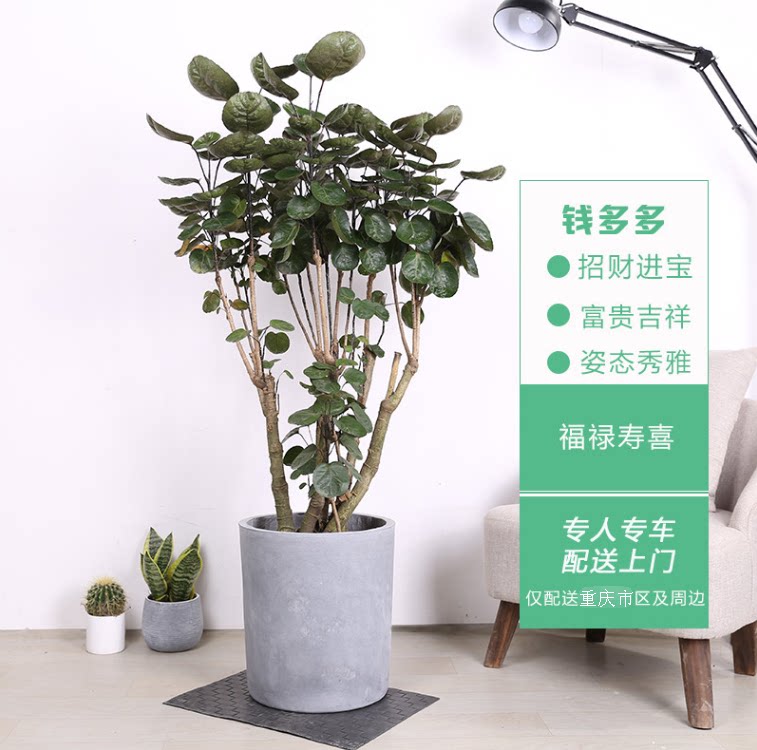 钱多多重庆同城花卉办公室室内植桌面绿植