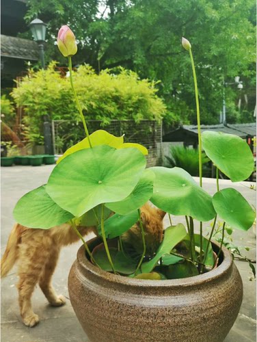 荷花水培莲花植物阳台庭院花园盆栽办公室盆景观花重庆同城花卉