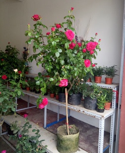 重庆花卉月月红玫瑰植物月季大盆栽阳台庭院花园盆景欧月净化空气