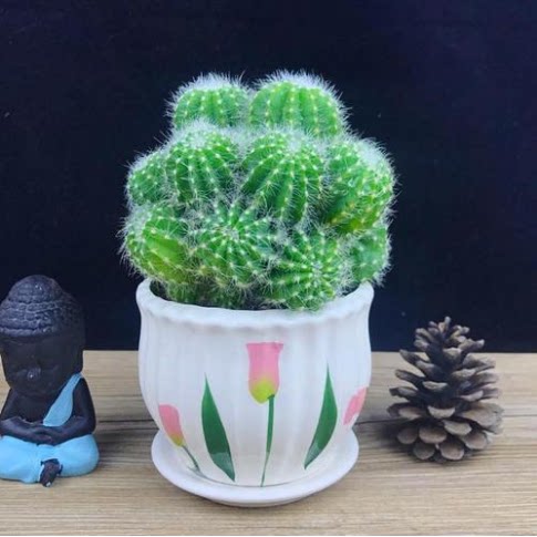 桌面小植物电脑盆景重庆仙人球