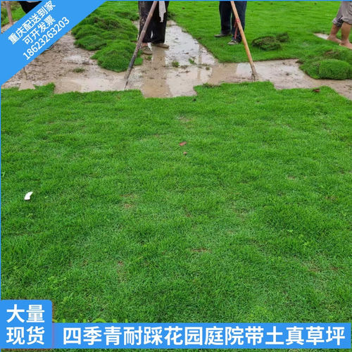 四季青庭院真带土绿化免修剪草坪