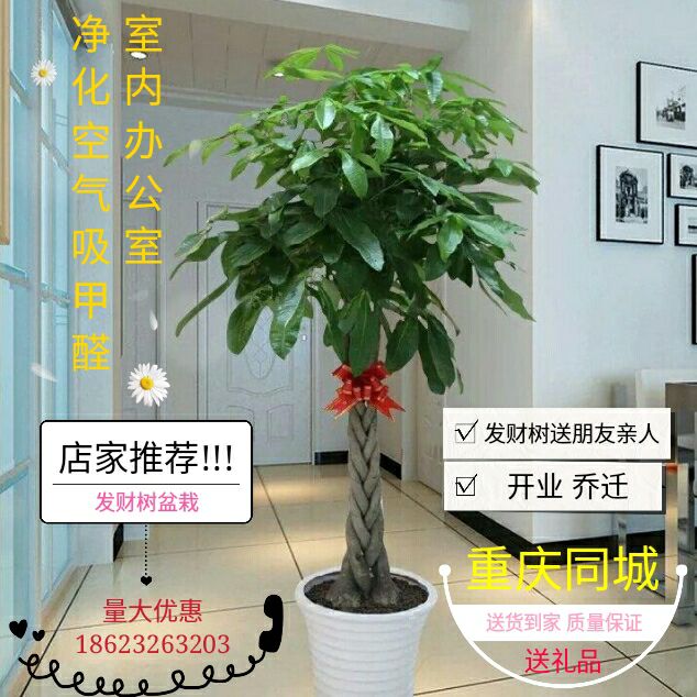 发财树植物盆栽绿植室内重庆