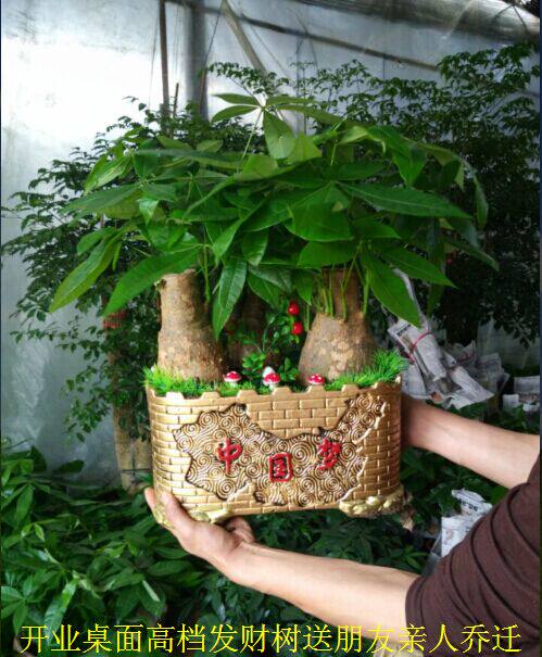 开业发财树组合植物盆栽办公室客厅室内观叶绿植盆景重庆花卉乔迁