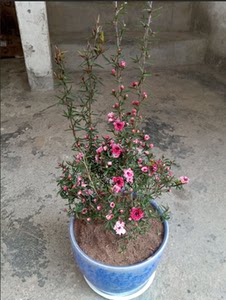 小菊花盆栽 观花植物盆景 室外阳台窗台室内客