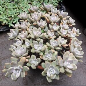 多肉组合小盆栽重庆同城花卉绿植美观办公室室内盆景肉肉植物老根