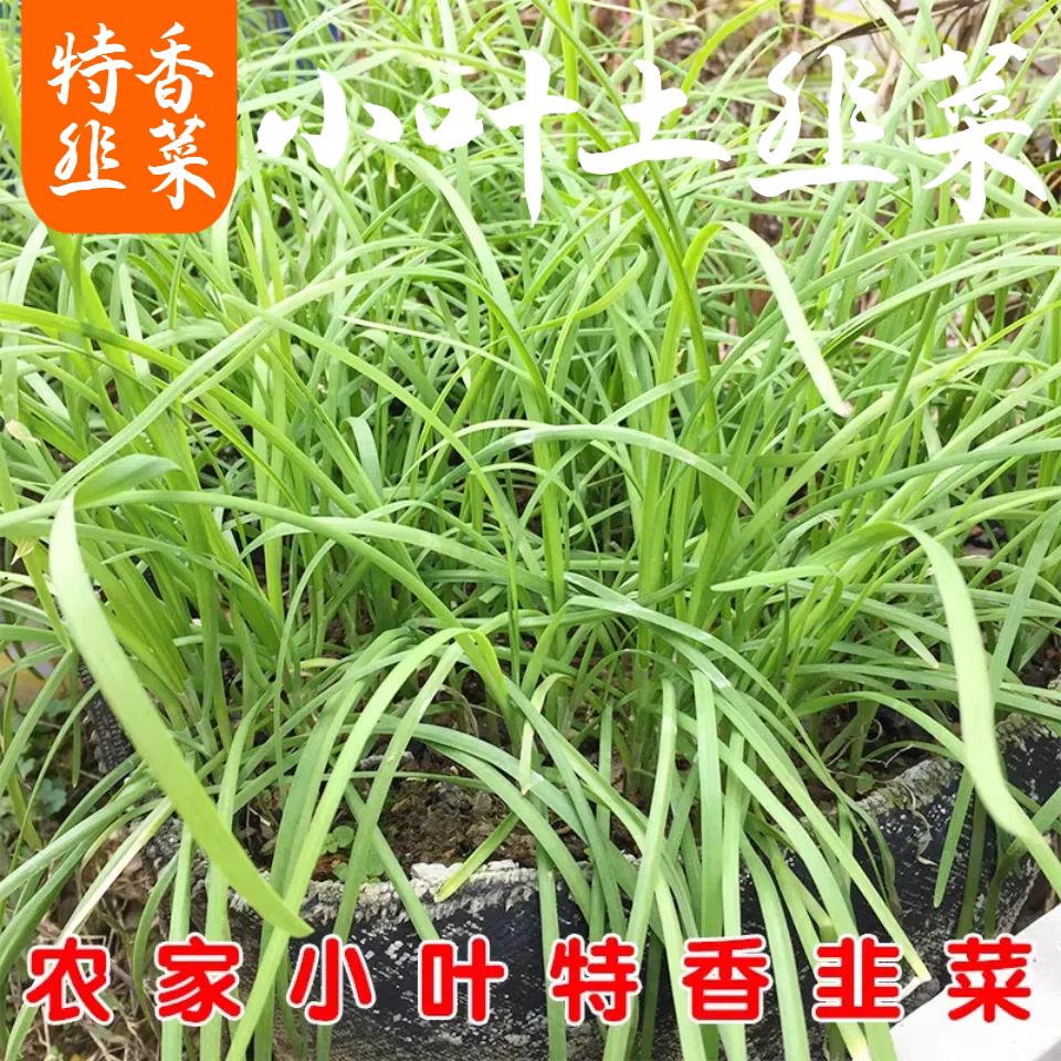 韭菜根苗红根紫根小叶香韭菜窄叶桌面绿植