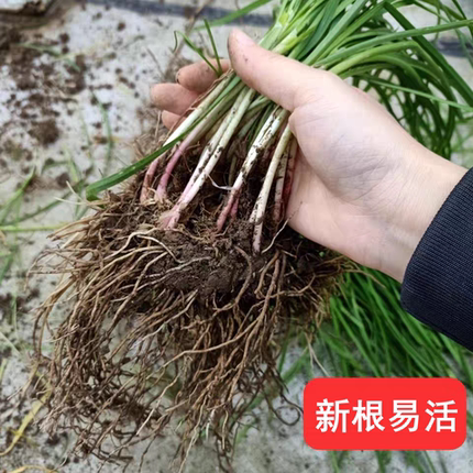 野韭菜根苗伏牛山野外山韭菜高山野韭菜高海拔紫红根香味浓韭菜根