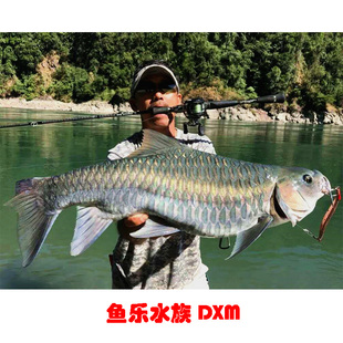 史氏新光唇蓝吉罗鱼观赏鱼凶猛大型鱼苗稀有冷水鱼淡水原生观赏鱼