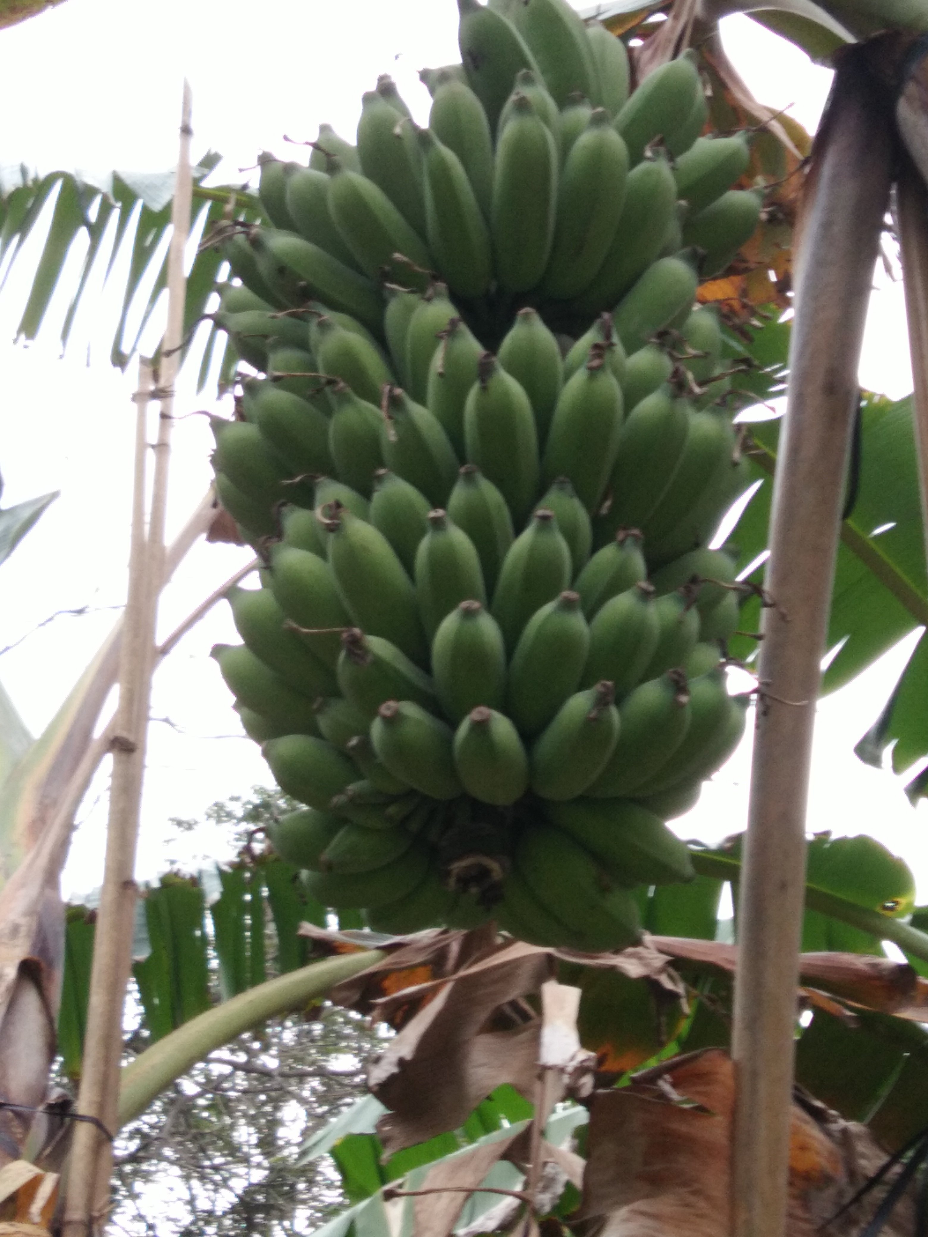 新鲜米蕉农家特产/芭蕉/海南小米蕉/粉蕉/皇帝蕉/帝王蕉 5斤包邮