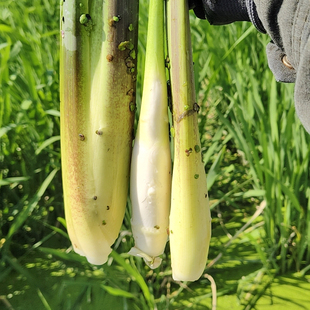 现摘现发 茭白新鲜冷水红布头茭白冰袋保温箱宜兴特产