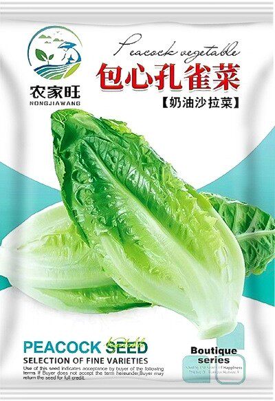 (当季新种)孔雀菜种子奶油紫孔家庭园艺种子
