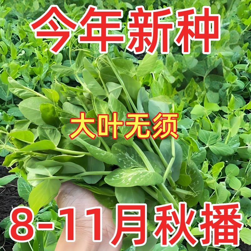 【全店满5包包邮】无须豌豆苗种子豌豆尖种子四季易种阳台种籽