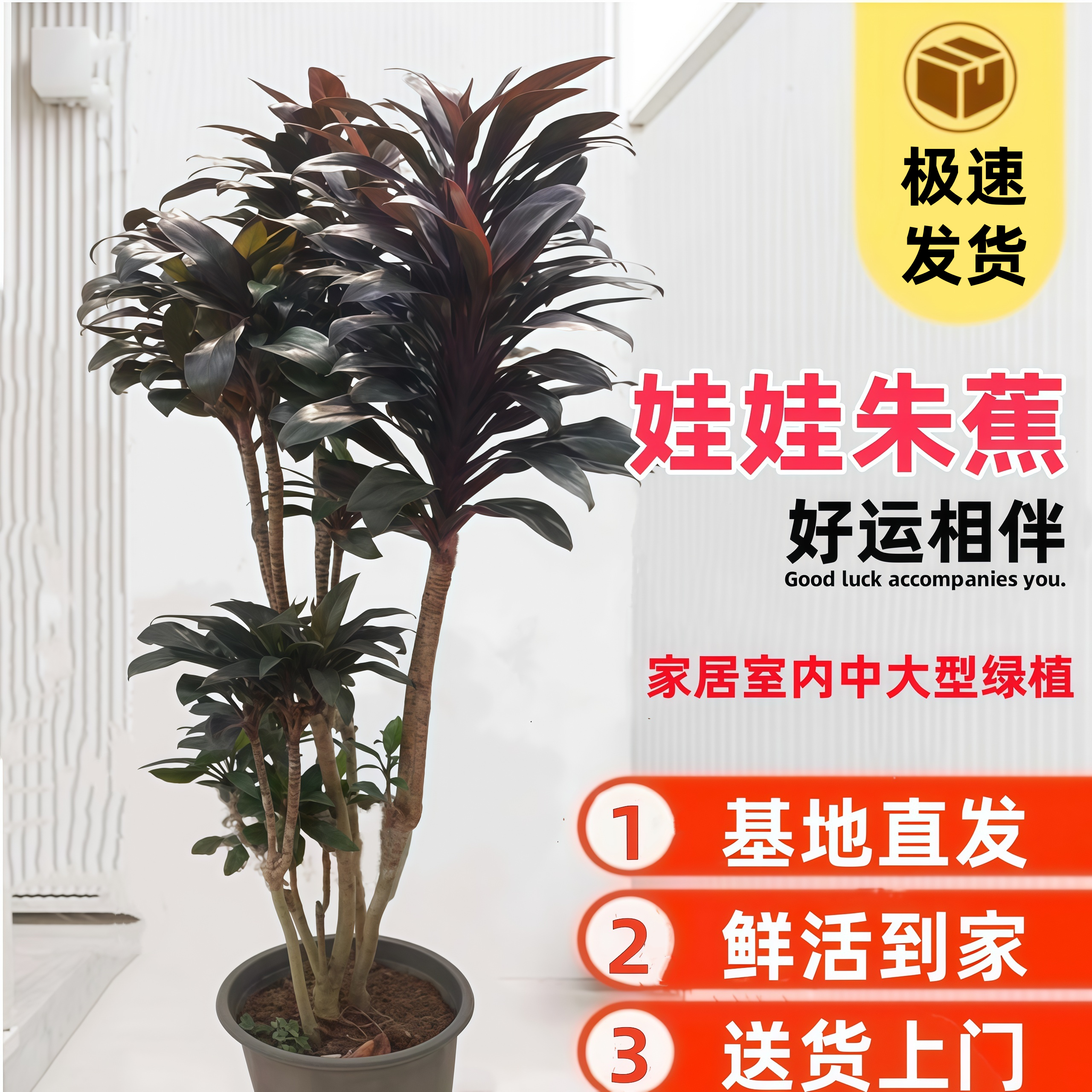 娃娃朱蕉好看耐阴懒人绿植紫气东来绿植室内盆栽四季好养基地直发,鲜花速递/花卉仿真/绿植园艺,大型绿植/成品组合盆栽,淘宝优惠券,粉丝福利购,淘宝优惠卷