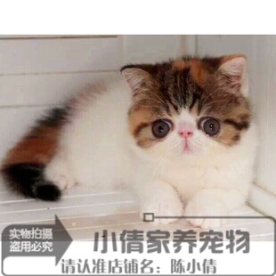 上海本地出售猫咪活体加菲猫幼猫纯种宠物猫异国短毛猫家养幼猫h