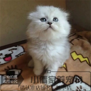 金吉拉活体幼猫长毛猫家养宠物猫绿眼金吉拉波斯猫活体猫咪纯种h