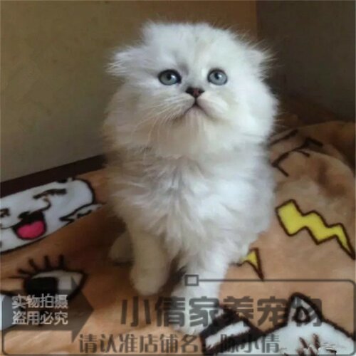 金吉拉活体纯种长毛猫