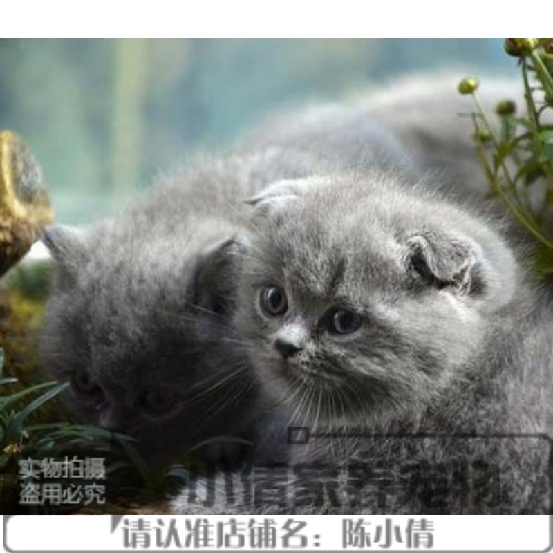 出售蓝猫幼崽 英短蓝猫活体宠物猫纯种折耳蓝猫活体幼猫 猫英短x