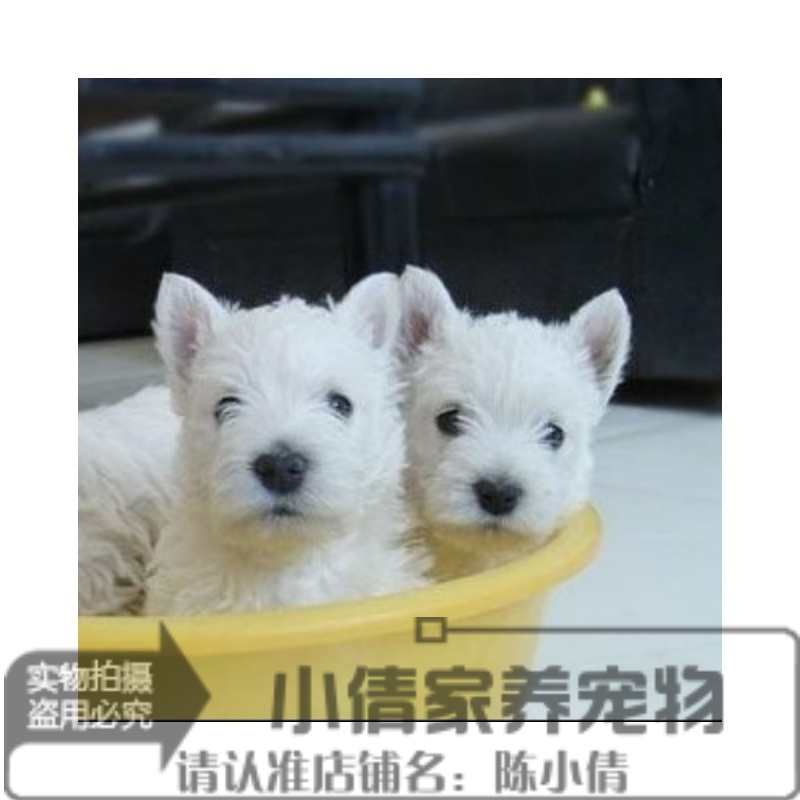 自家饲养有健康协议聪明漂亮的西高地白梗幼犬销售q|ruв категории животное/Животное питание и принадлежностей, собака - от Buy2taobao.com для оказания профессиональной услуги покупки агента Taobao