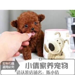 泰迪狗玩具型迷你赛级贵宾11x 家养纯种红泰迪幼犬茶杯长不大
