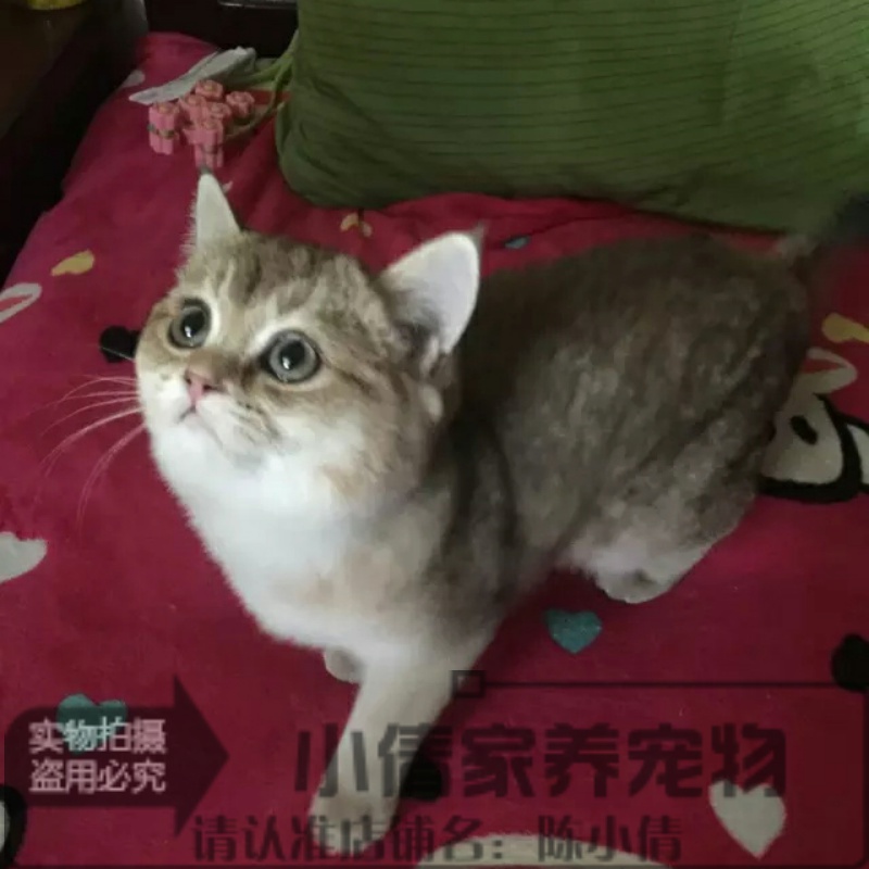 纯种金渐层活体英国短毛猫