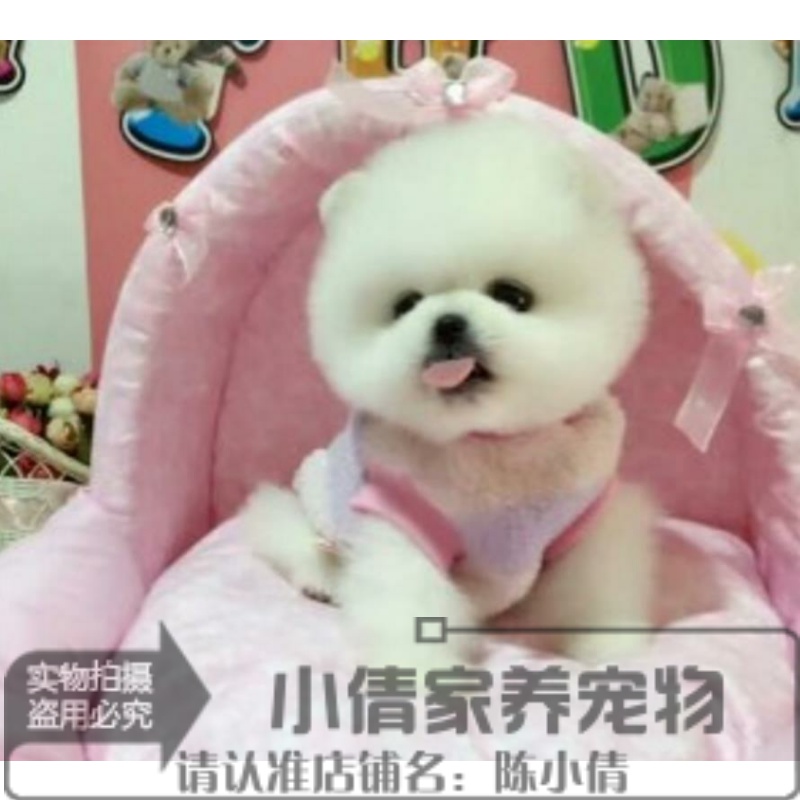 纯种长不大可上门博美幼犬